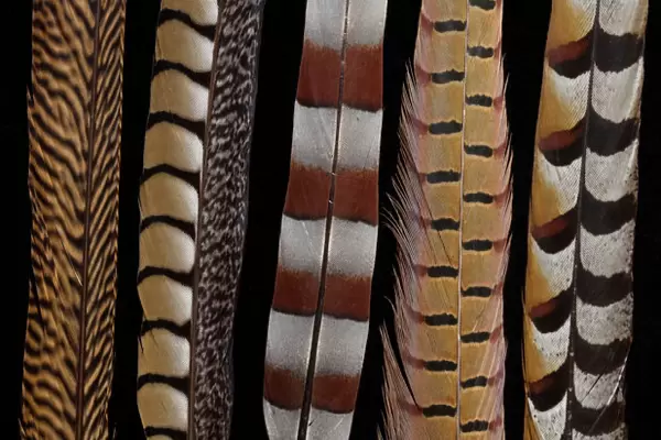 Pheasant Tail feathers all lined up