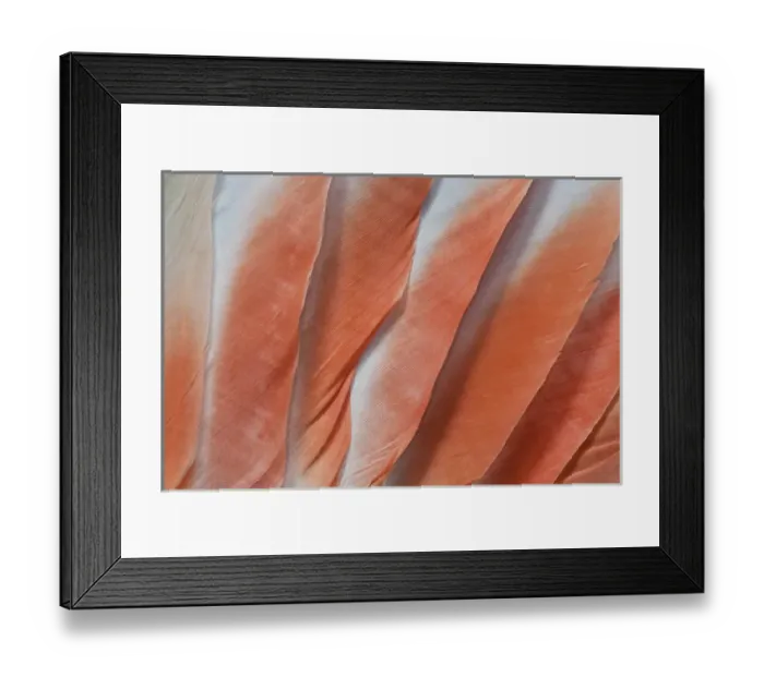 Framed Print : Major Mitchell Cockatoo wing feathers