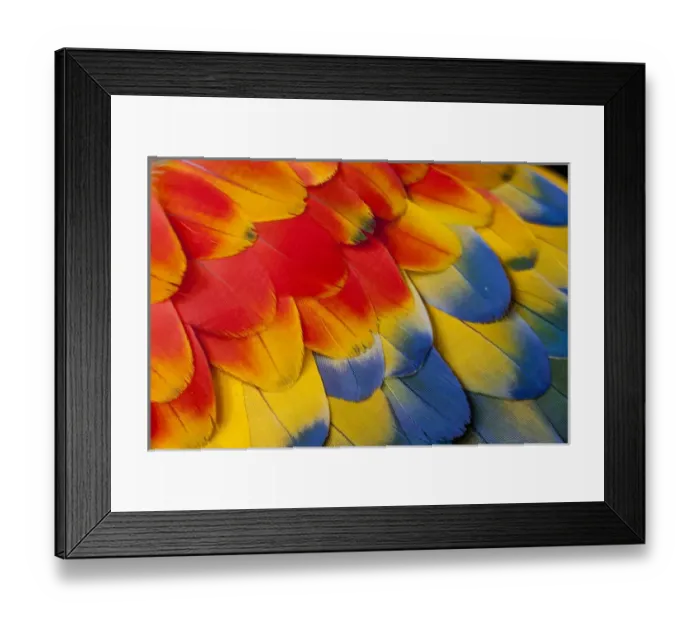Framed Print : Shoulder, coverts feathers of the Scarlet Macaw Framed Print : Shoulder, coverts feathers of the Scarlet Macaw