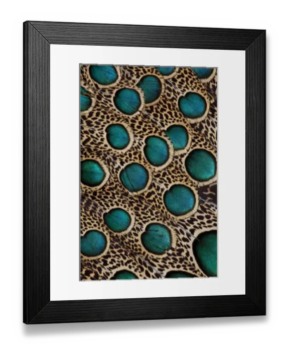 Framed Print : Malay Peacock Pheasant feathers with blue circles Framed Print : Malay Peacock Pheasant feathers with blue circles