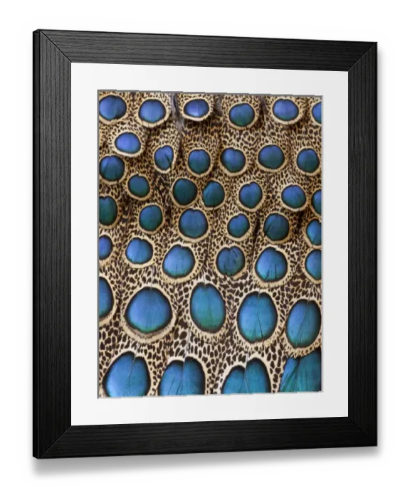 Framed Print : Malay Peacock Pheasant feathers with blue circles