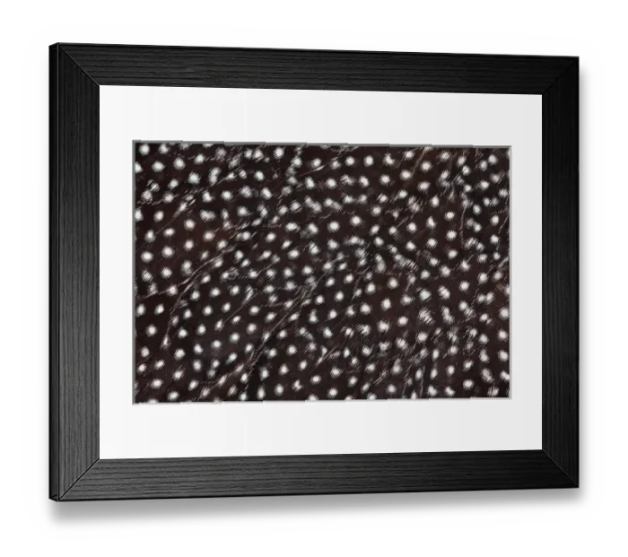 Framed Print : Wing Feathers Helmeted Guineafowl Framed Print : Wing Feathers Helmeted Guineafowl