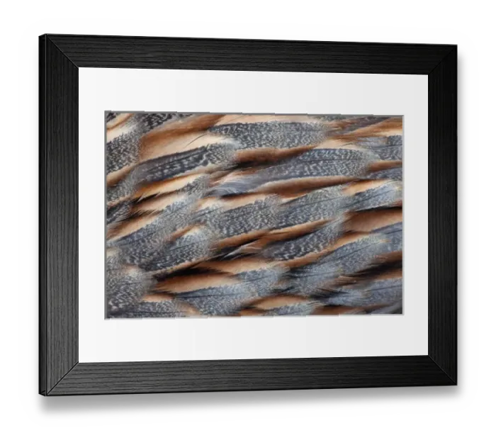 Framed Print : Himalyan Snow Cock feather pattern Framed Print : Himalyan Snow Cock feather pattern