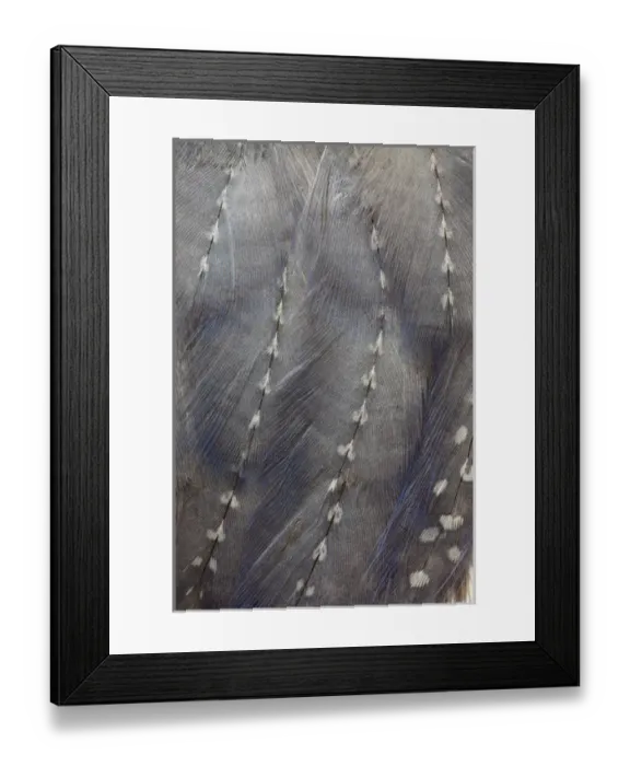 Framed Print : Blue Guineafowl Framed Print : Blue Guineafowl