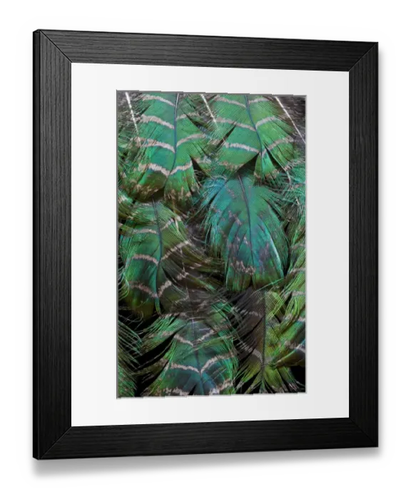 Framed Print : Peacock feather design layering Framed Print : Peacock feather design layering