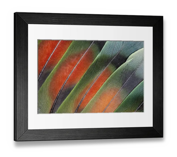 Framed Print : Fanned out Lovebird Tail Feathers Framed Print : Fanned out Lovebird Tail Feathers