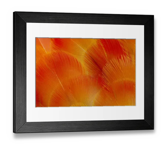 Framed Print : Orange and Red Breast Feathers of the Camelot Macaw Framed Print : Orange and Red Breast Feathers of the Camelot Macaw