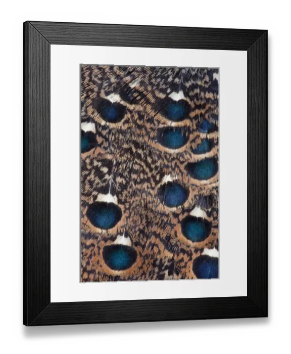 Framed Print : Rothchild Peacock Pheasant feathers Framed Print : Rothchild Peacock Pheasant feathers