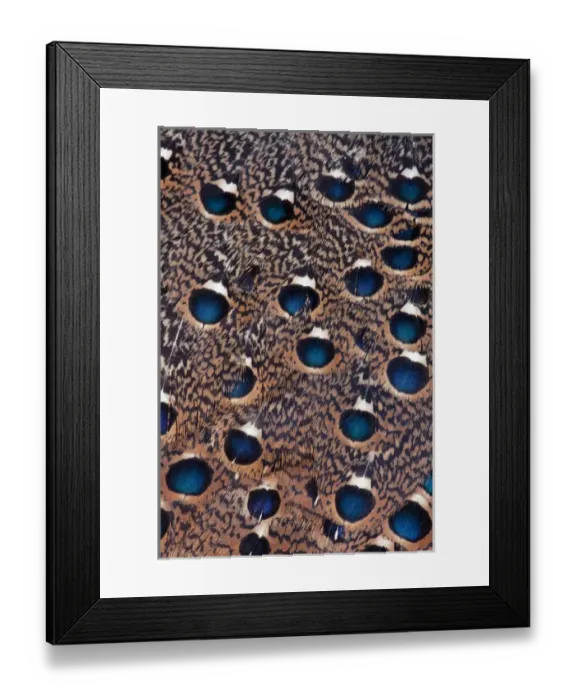 Framed Print : Rothchild Peacock Pheasant feathers Framed Print : Rothchild Peacock Pheasant feathers