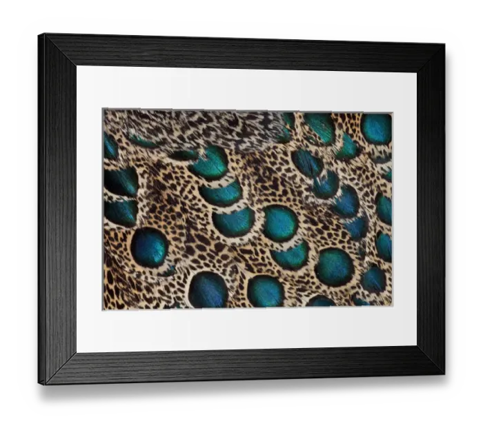 Framed Print : Malay Peacock Pheasant feathers with blue circles