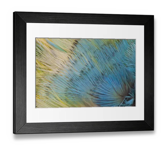 Framed Print : Yellow-headed Amazon Parrot