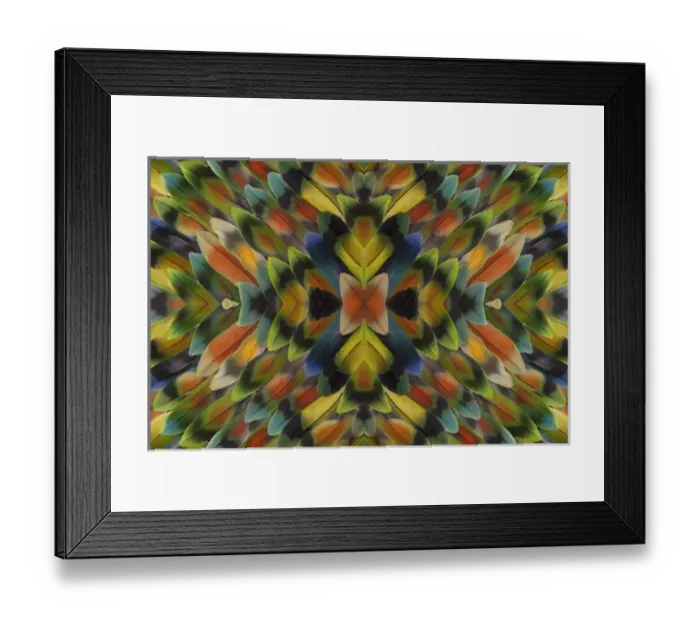 Framed Print : Lovebird tail feathers in multicolored display