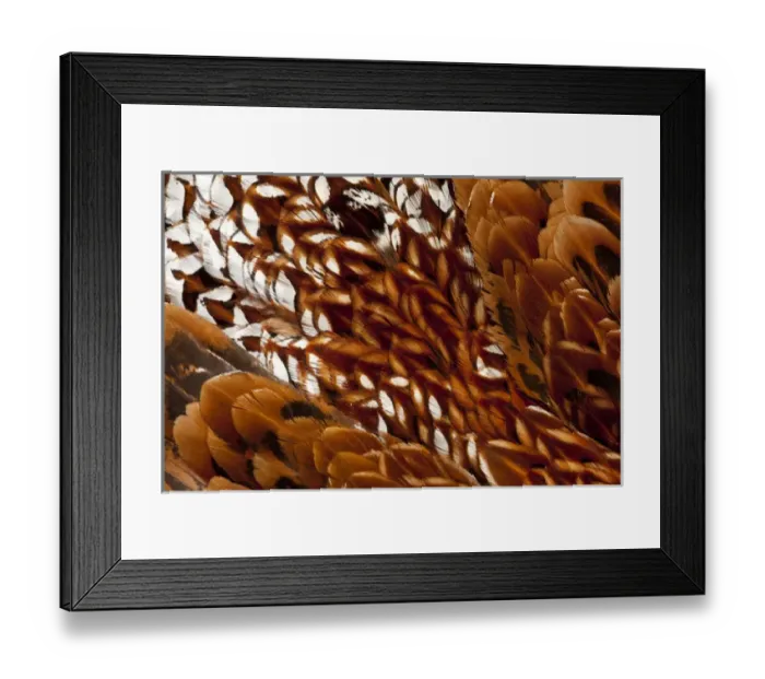 Framed Print : Cooper Pheasant feather pattern
