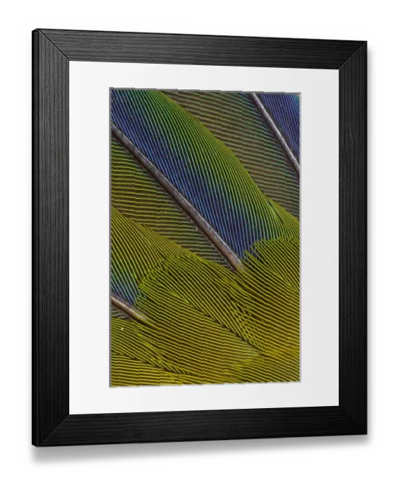 Framed Print : Jenday Conure