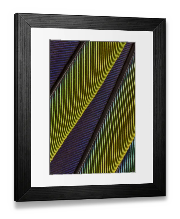 Framed Print : Jenday Conure Framed Print : Jenday Conure
