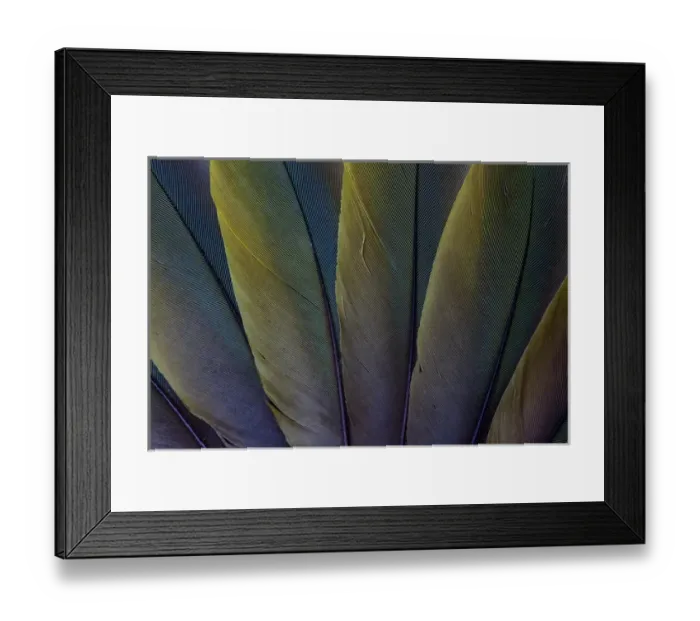 Framed Print : Buffons Macaw wing feather design Framed Print : Buffons Macaw wing feather design