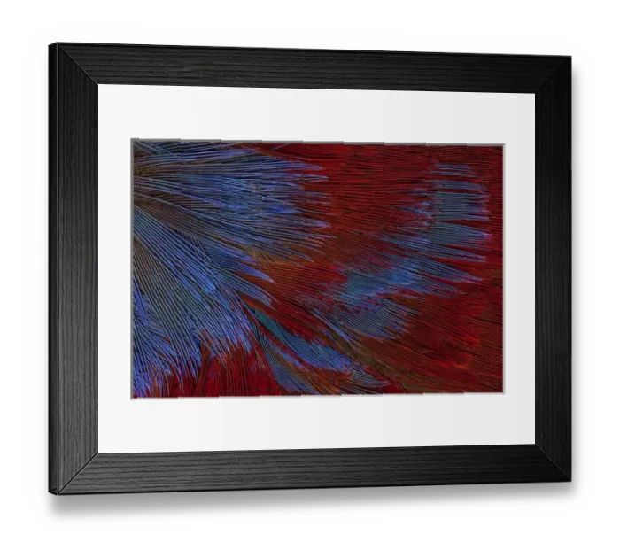Framed Print : Solomon Island Toucanette Framed Print : Solomon Island Toucanette