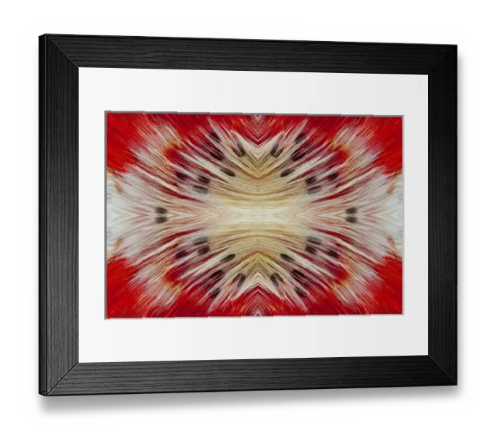 Framed Print : Bearded Barbet