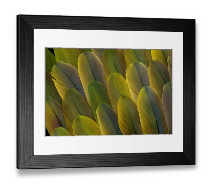 Framed Print : Buffons Macaw wing feather design Framed Print : Buffons Macaw wing feather design