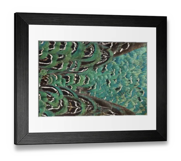 Framed Print : Variations on feather colors of the Ring-necked Pheasant Framed Print : Variations on feather colors of the Ring-necked Pheasant