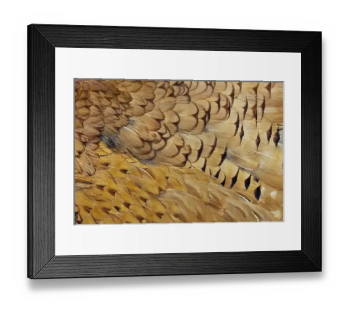 Framed Print : Variations on feather colors of the Ring-necked Pheasant