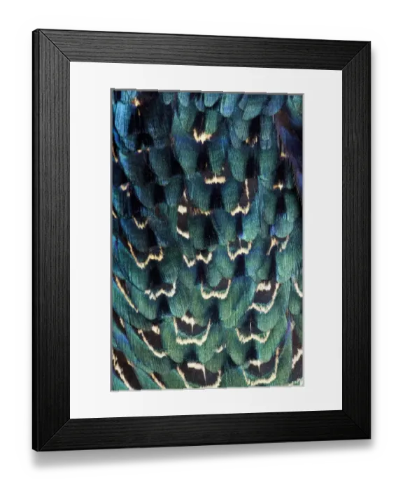 Framed Print : Variations on feather colors of the Ring-necked Pheasant