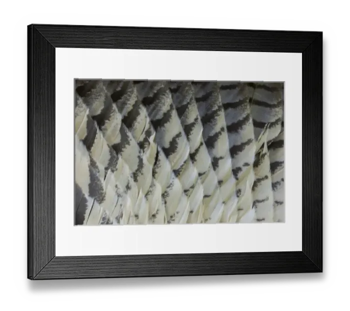 Framed Print : Great Horned Owl Tail feather pattern Fanned Out