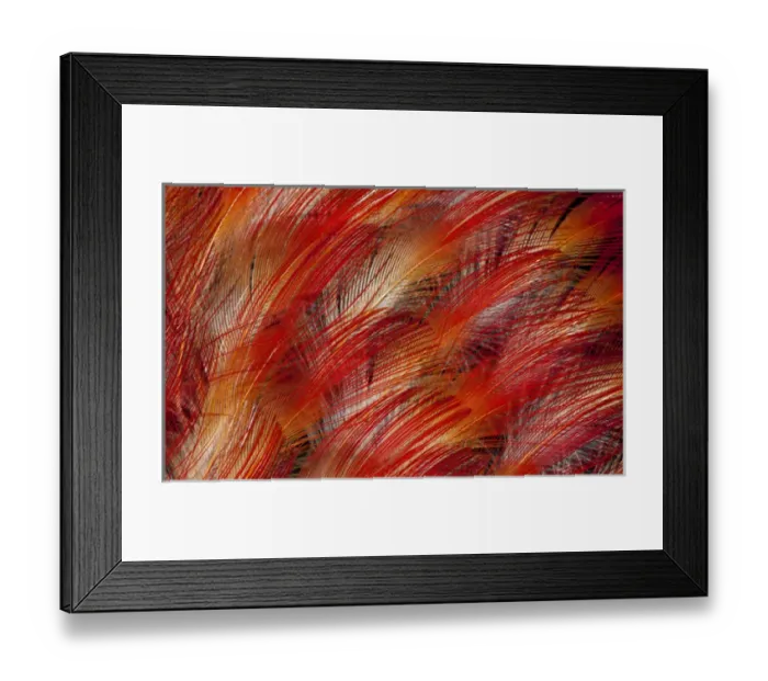 Framed Print : Feathers of the King Bird of Paradise Framed Print : Feathers of the King Bird of Paradise