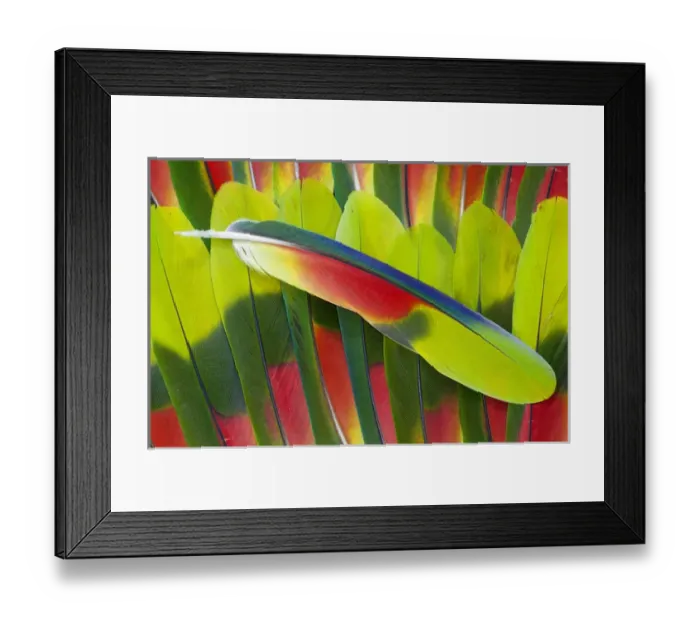 Framed Print : Amazon Parrot tail feathers Framed Print : Amazon Parrot tail feathers