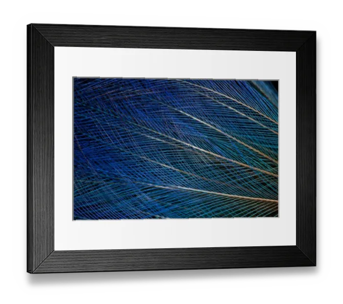 Framed Print : Top knot feathers of the Blue Bird of Paradise
