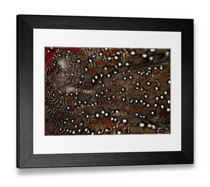 Framed Print : Tragopan Breast feathers Framed Print : Tragopan Breast feathers