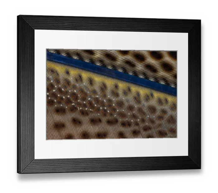 Framed Print : Close-up of Argus Pheasant Wing feathers Framed Print : Close-up of Argus Pheasant Wing feathers