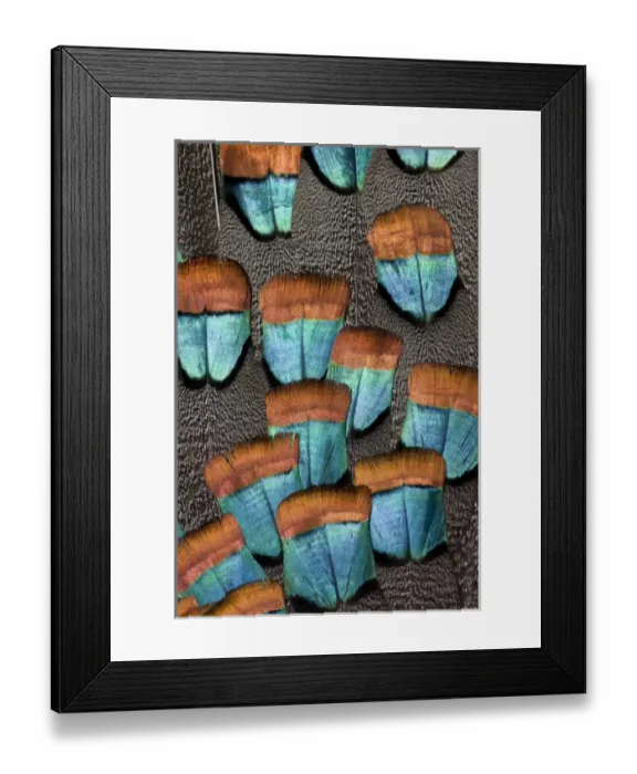 Framed Print : Oscellated Turkey feather pattern
