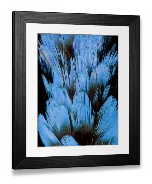 Framed Print : Hooded Pita Feathers Framed Print : Hooded Pita Feathers