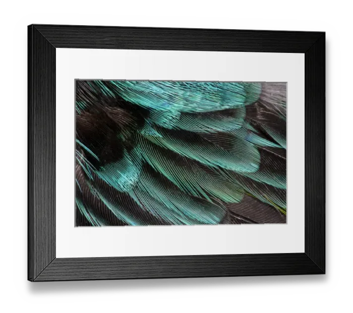 Framed Print : Wing Coverts Framed Print : Wing Coverts