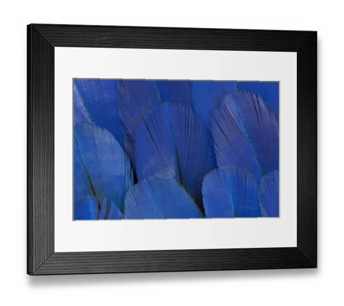 Framed Print : Wing feathers of the Hyacinth Macaw