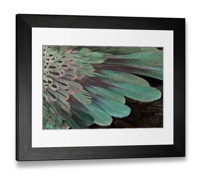 Framed Print : Suberb Bird of Paradise