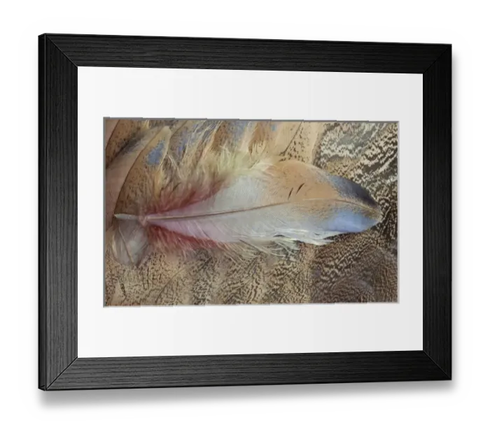 Framed Print : Senegal Bustard close-up of feathers Framed Print : Senegal Bustard close-up of feathers