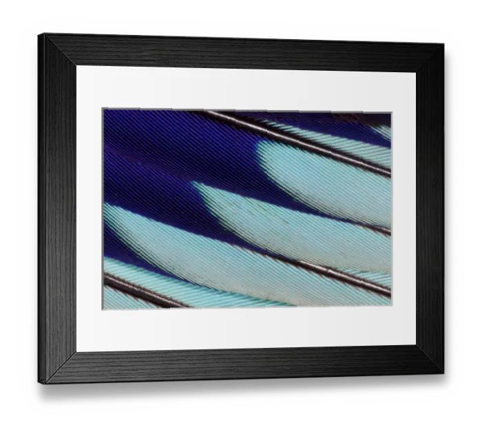 Framed Print : Wing feathers of Lilac Breasted Roller Framed Print : Wing feathers of Lilac Breasted Roller