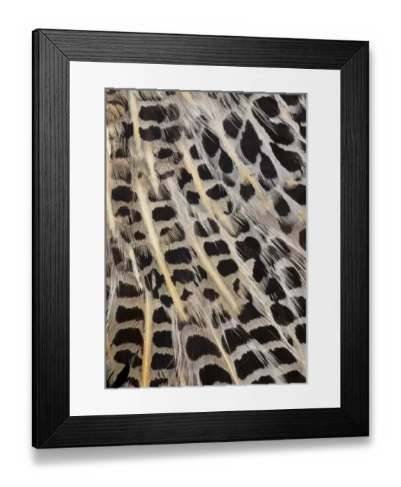 Framed Print : Feather Design Framed Print : Feather Design