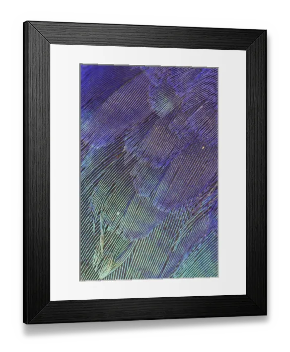 Framed Print : Breast feathers of Lilac Breasted Roller Framed Print : Breast feathers of Lilac Breasted Roller