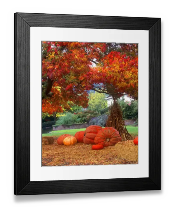 Framed Print : Halloween decorations of pumkins and corn stalks in front of a home Framed Print : Halloween decorations of pumkins and corn stalks in front of a home