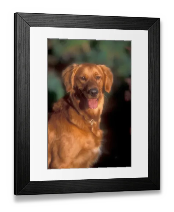 Framed Print : A portrait of a golden retriever in late day light Framed Print : A portrait of a golden retriever in late day light