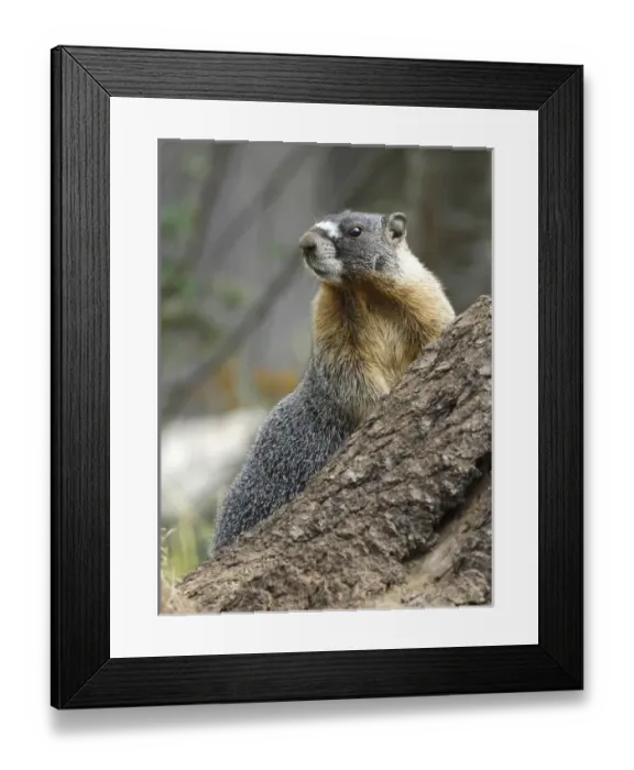 Framed Print : Marmot leaning against a rock Framed Print : Marmot leaning against a rock