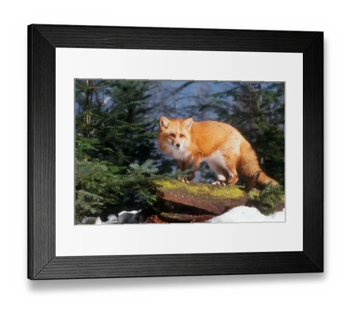 Framed Print : Red Fox (vulpes vulpes) on a Log Framed Print : Red Fox (vulpes vulpes) on a Log