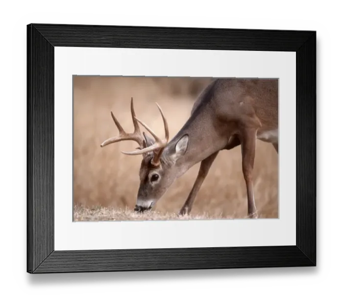 Framed Print : A male whitetail deer grazes in a meadow of dry grass in the fall Framed Print : A male whitetail deer grazes in a meadow of dry grass in the fall
