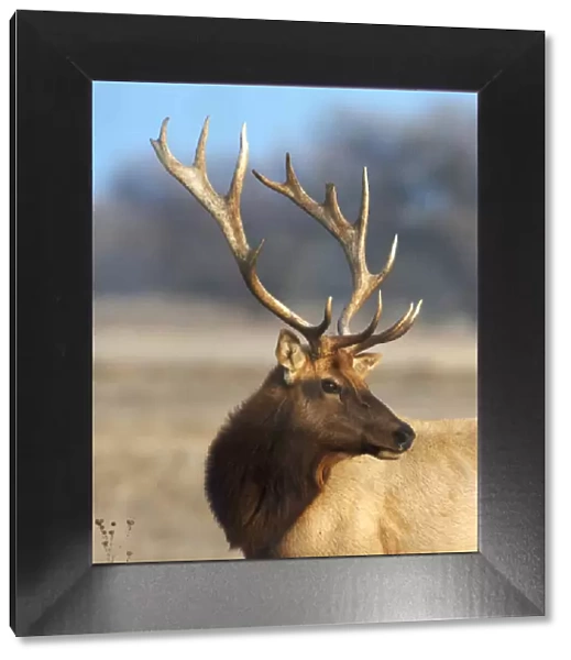 A head portrait of a stunning elk