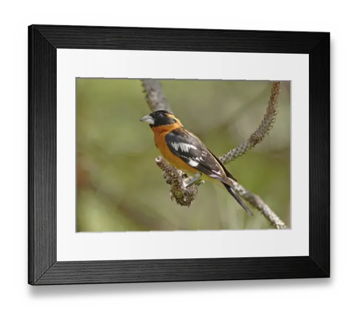 Framed Print : Male Black Headed Grosbeak (Pheucticus melanocephalus) Framed Print : Male Black Headed Grosbeak (Pheucticus melanocephalus)