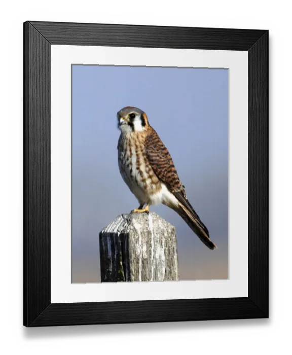 Framed Print : The American Kestrel (Falco sparverius) is a small falcon, and the only kestrel found Framed Print : The American Kestrel (Falco sparverius) is a small falcon, and the only kestrel found