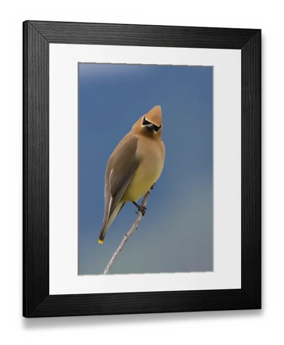Framed Print : Cedar Waxwing, a curious stare Framed Print : Cedar Waxwing, a curious stare